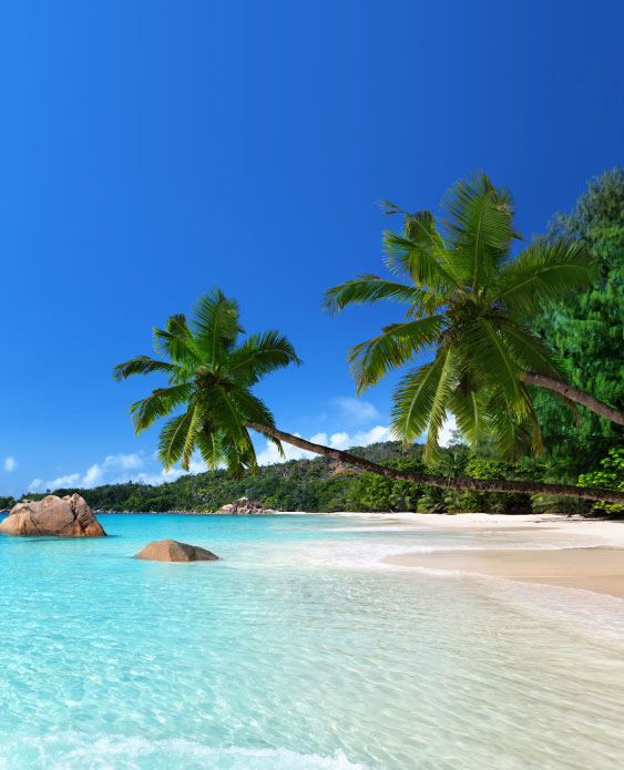 Single Trip switch seaside imagery